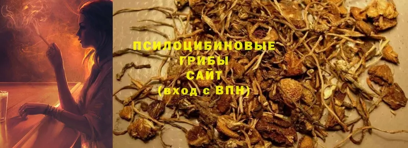 Псилоцибиновые грибы Psilocybine cubensis  купить наркоту  Железногорск-Илимский 